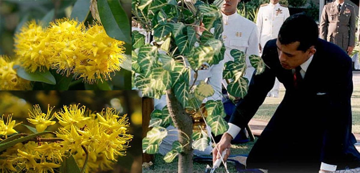เหตุใดต้นรวงผึ้ง จึงเป็นพรรณไม้ประจำพระองค์ รัชกาลที่ 10