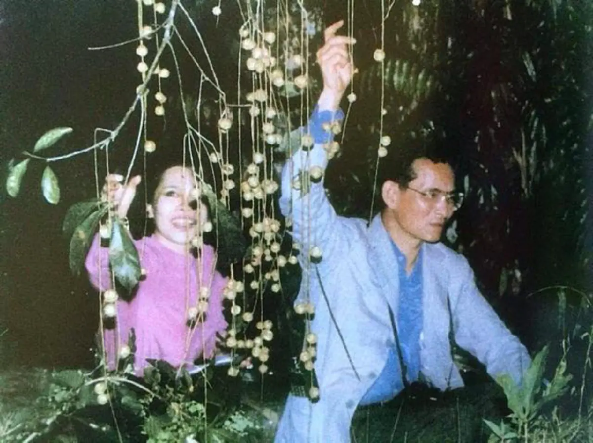 สุดงดงามภาพประวัติศาสตร์ "ในหลวง-ราชินี"  ประพาส ณ บึงบัวบากง นราธิวาส  เมื่อปี ๒๕๒๗