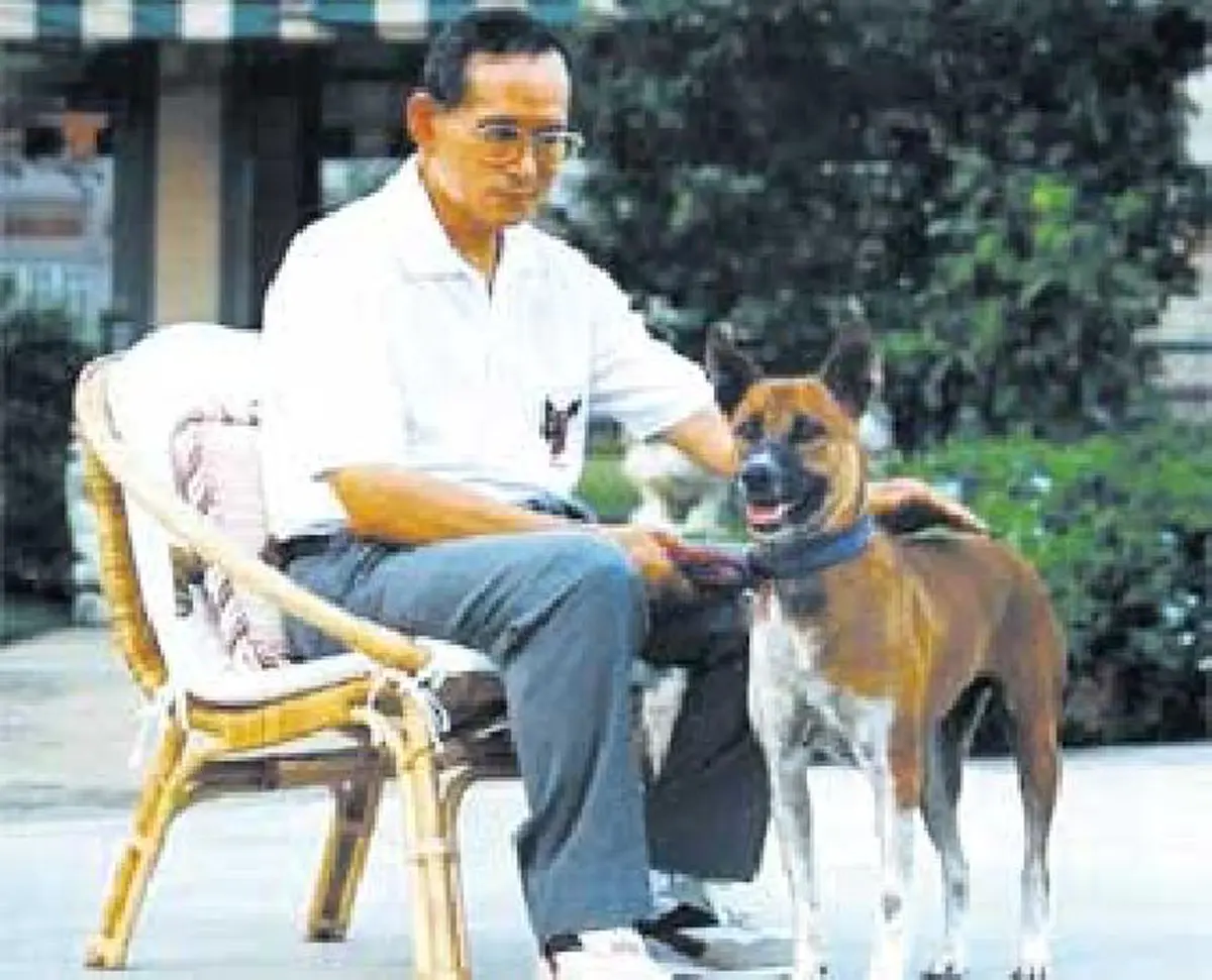 ย้อนระลึกถึง "คุณทองแดง" สุนัขทรงเลี้ยง สุนัขที่ 17 องครักษ์ 4 ขา ที่แสนซื่อสัตย์ต่อ "ในหลวง ร.๙"(ภาพ)