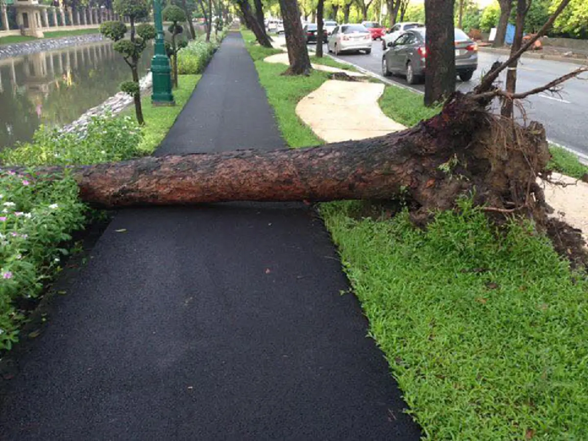 หายนะแล้ว !!! ชาวเน็ตเเชร์ประจาน "ต้นไม้ใหญ่ริมวังสวนจิตรฯล้ม"ผลพวงไอเดียกทม.สร้างเลนจักรยาน??