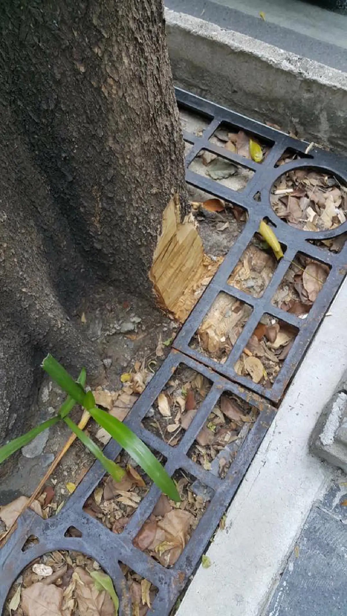 หายนะแล้ว !!! ชาวเน็ตเเชร์ประจาน "ต้นไม้ใหญ่ริมวังสวนจิตรฯล้ม"ผลพวงไอเดียกทม.สร้างเลนจักรยาน??