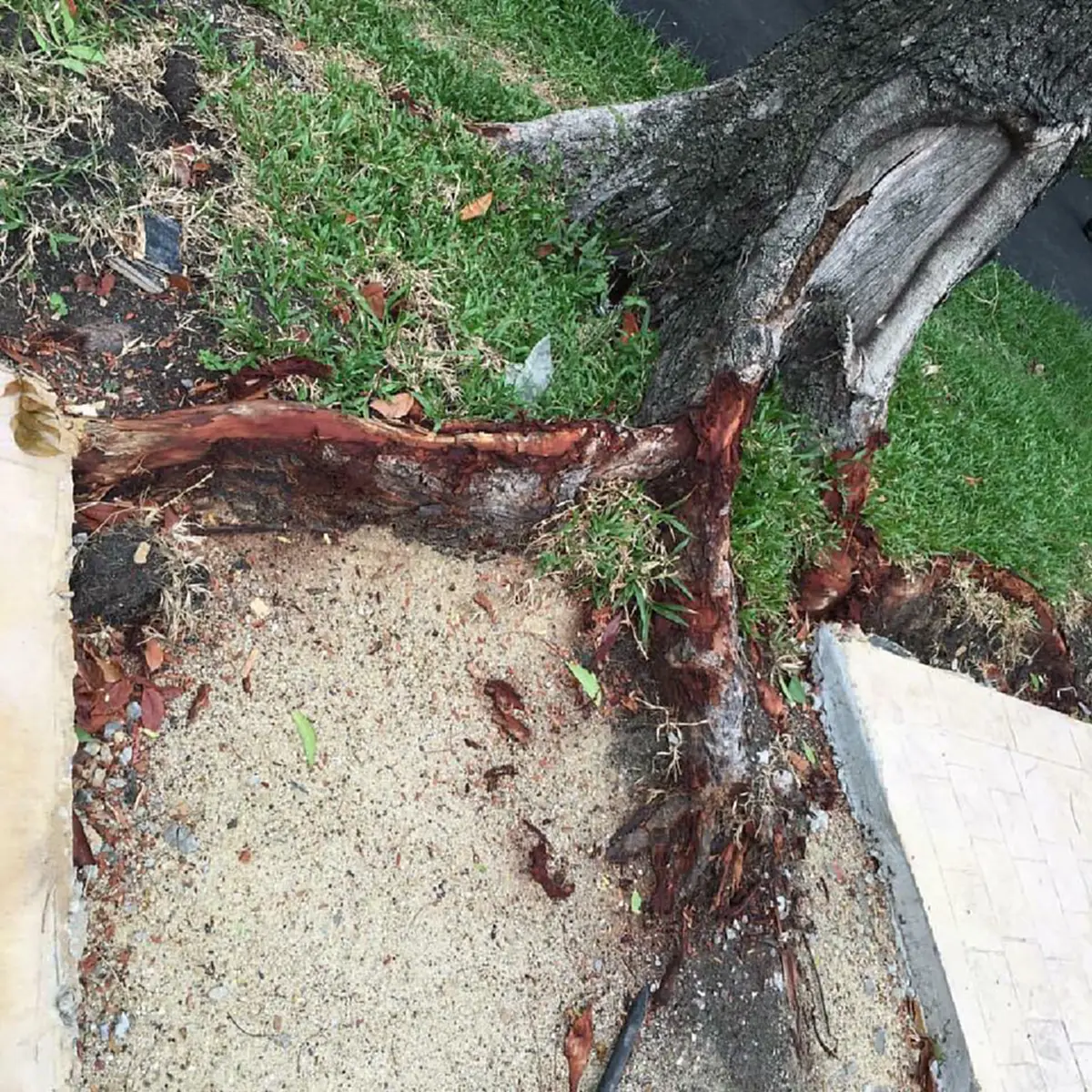 หายนะแล้ว !!! ชาวเน็ตเเชร์ประจาน "ต้นไม้ใหญ่ริมวังสวนจิตรฯล้ม"ผลพวงไอเดียกทม.สร้างเลนจักรยาน??