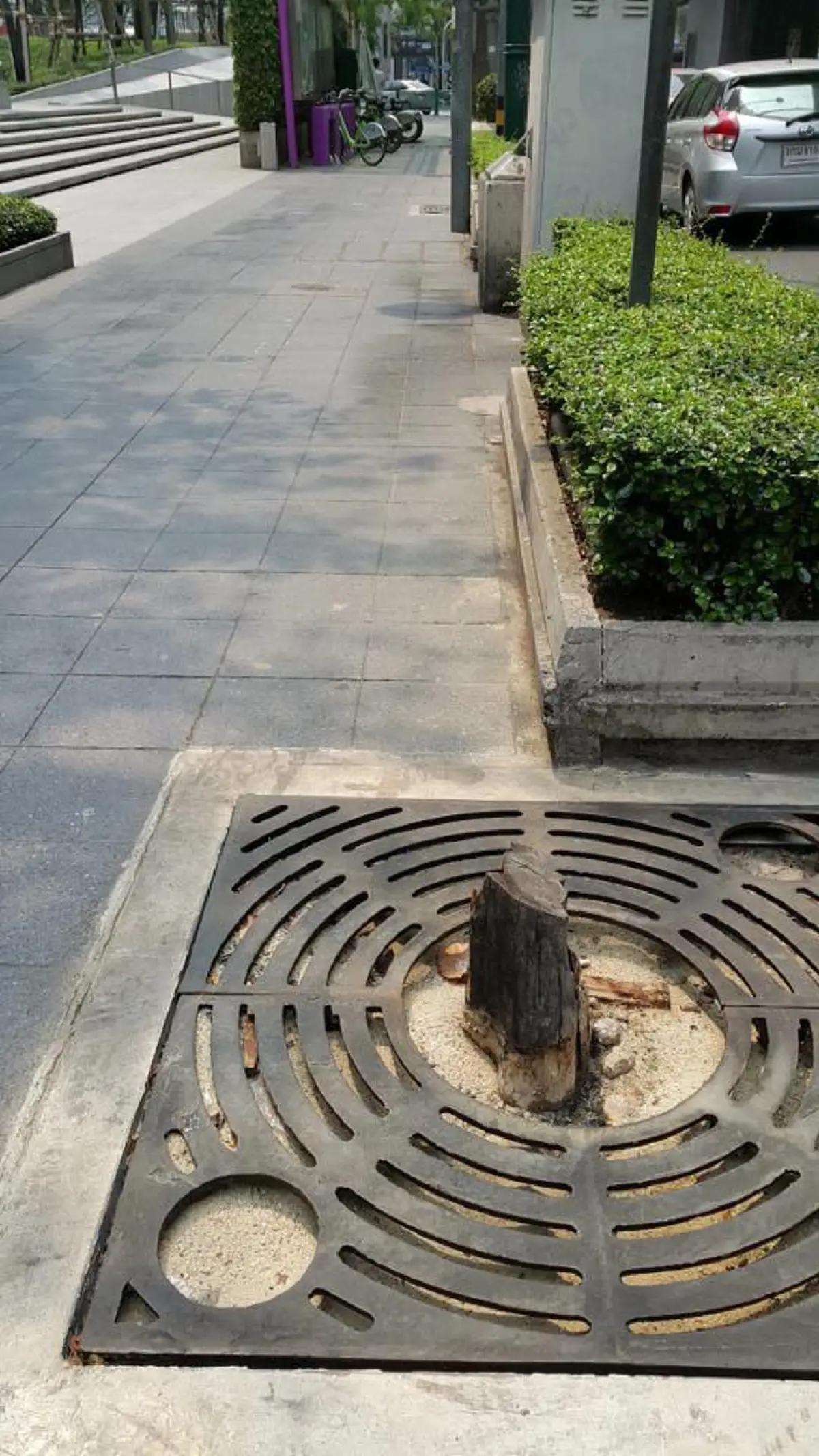 หายนะแล้ว !!! ชาวเน็ตเเชร์ประจาน "ต้นไม้ใหญ่ริมวังสวนจิตรฯล้ม"ผลพวงไอเดียกทม.สร้างเลนจักรยาน??