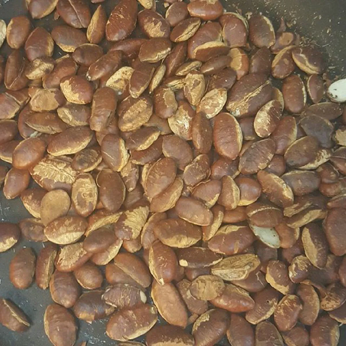 อัลมอนด์แห่งภาคอีสาน !!!! "เม็ดกระบก" สรรพคุณชั้นยอดบำรุงหัวใจและป้องกันมะเร็ง !!