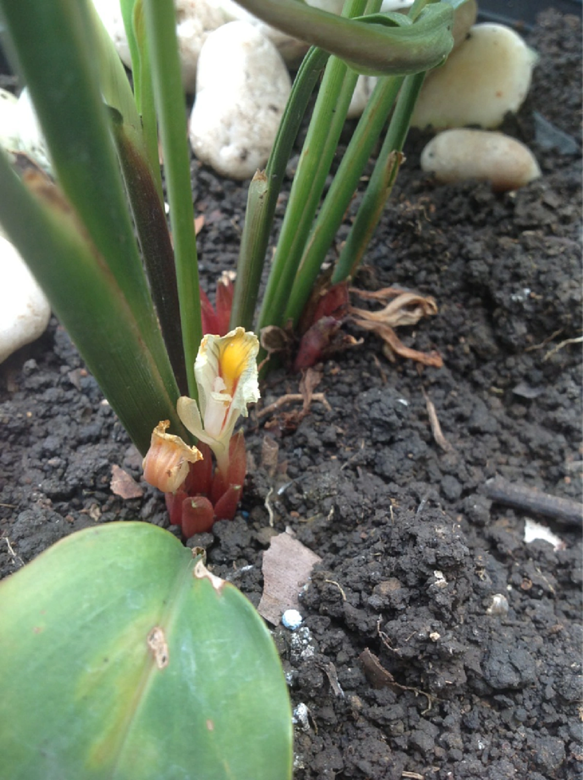 มาทำความรู้จัก... "ว่านดอกทอง"ที่สุดแห่งว่านมหาเสน่ห์ สรรพคุณ เมตตามหานิยม จาก ละคร "นาคี"