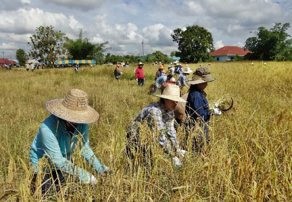 สบายมานาน..ทีนี้วุ่นเลย!!! ผู้ค้าข้าวถุงรับชาวนาลุกขึ้นสู้ชีวิต ขนข้าวขายตรงปชช.กระทบยอดร่วง ต้องคุยห้างใหญ่ปรับลดราคาด่วนๆ