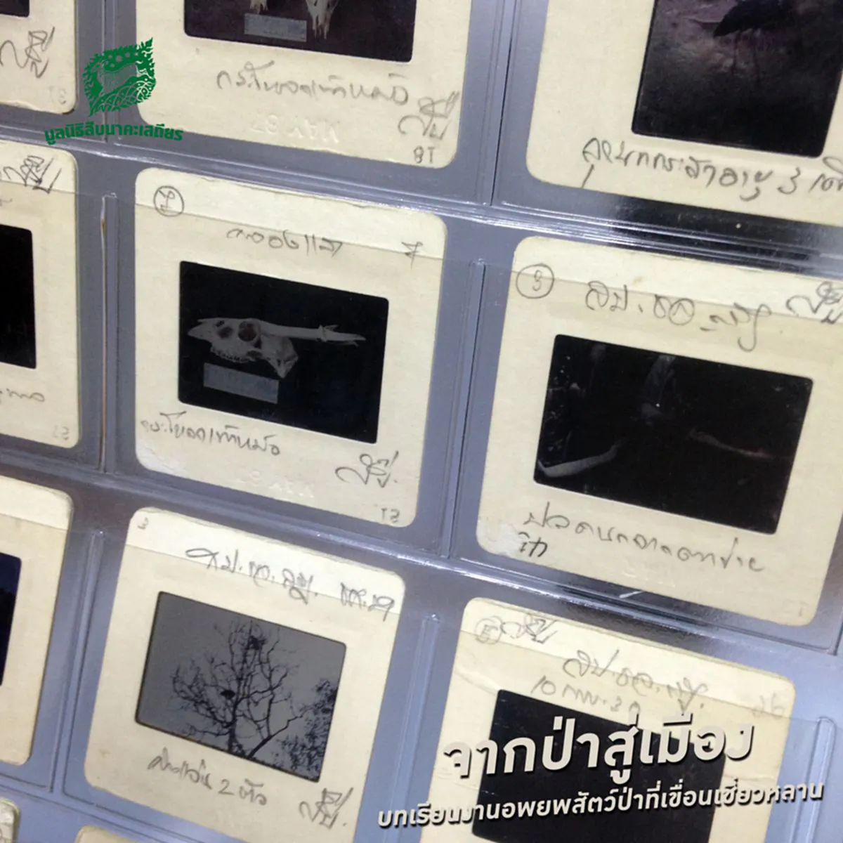 ภาพถ่ายของสืบ