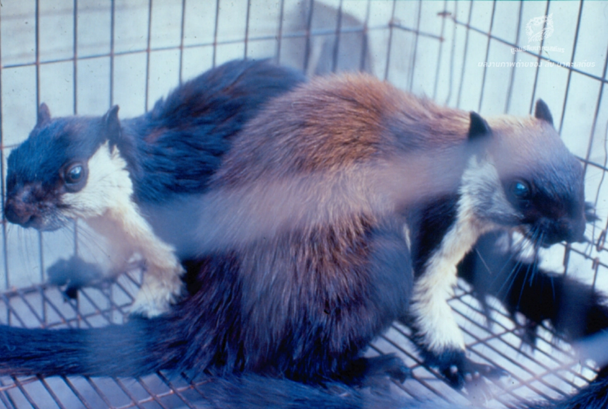 สัตว์ป่าคุ้มครอง