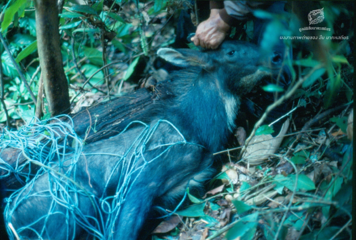 เลียงผา