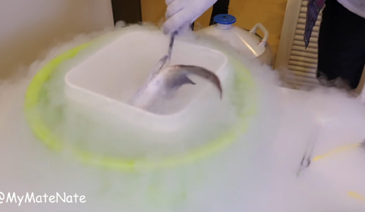 งานเข้า!!! ชาวเน็ตรุมสวด "My Mate Nate" หลังทำคลิป จับปลาตัวเป็นๆ มาทดลองแช่แข็ง ชี้อาจเข้าข่ายทรมารสัตว์!!! (มีคลิป)