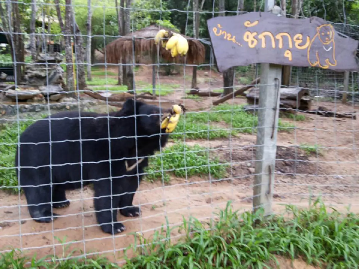 โคตรน่ารัก!!จำได้มั๊ยจากลูก หมีควายอาภัพป่วยลมชักจนถูกทิ้ง เดี๋ยวนี้อ้วนตุ้ย น่ารักน่าชัง