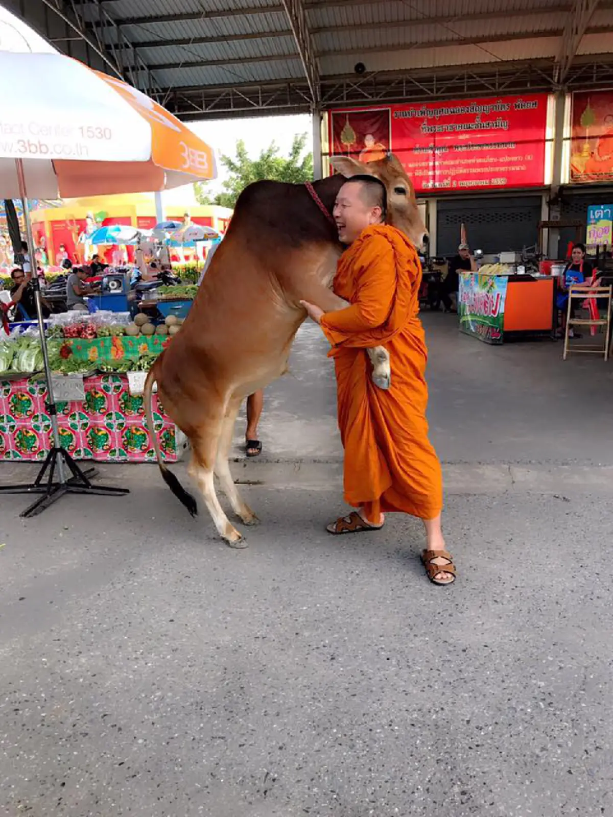 จำได้ไหม?? "เจ้าเรียกทรัพย์" ลูกวัวแสนกตัญญูแห่งวัดสมานรัตนาราม ผ่านไป 7 เดือน โตเป็นหนุ่มขนาดนี้แล้ว!!!