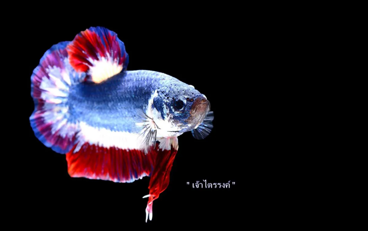 ยลโฉม!! "เจ้าไตรรงค์" ปลากัดลายธงชาติไทย ราคาครึ่งแสน ศิลปะสุดวิจิตรตระการตา ที่ประเมินค่าไม่ได้ ยิ่งดู ยิ่งหลงรัก!!(มีภาพ)