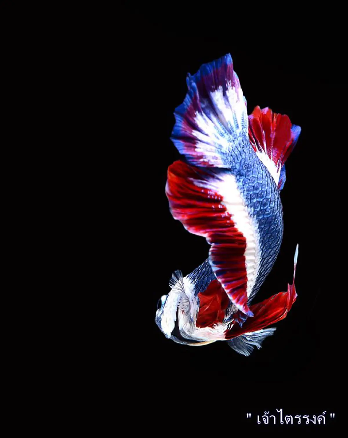 "เจ้าไตรรงค์"  ปลากัดลายธงชาติไทย ดังไกลไปทั่วโลก สื่อนอกตีข่าวถึงความงาม จนราคาประมูลสูงลิ่ว (ภาพ)