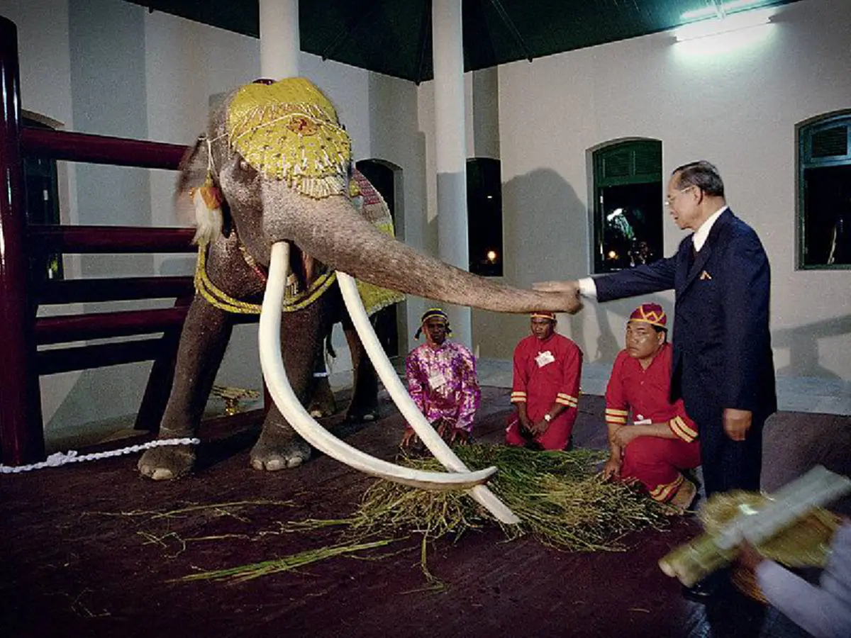 เปิดตำนานโบราณ!! ช้างคู่บารมีพระมหากษัตริย์ กับความหมายเครื่องคชาภรณ์ ที่ไม่เคยรู้มาก่อน!! (รายละเอียด)