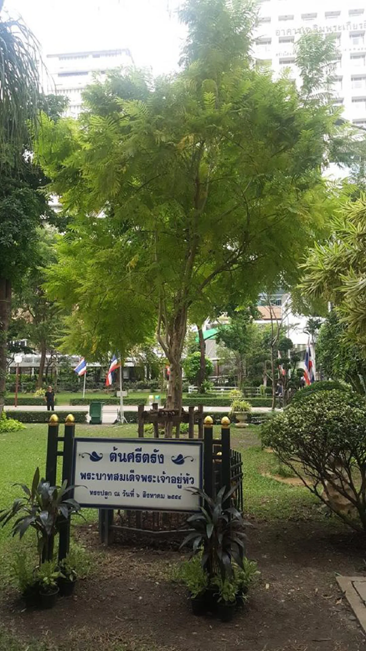 ปลื้มปิติ!!! "ต้นศรีตรัง" ศิริราช ที่ในหลวงรัชกาลที่ ๙ ทรงปลูก เริ่มผลิใบ-แตกหน่อใหม่ คณบดีเผยยังต้องดูแลใกล้ชิดอีกระยะ