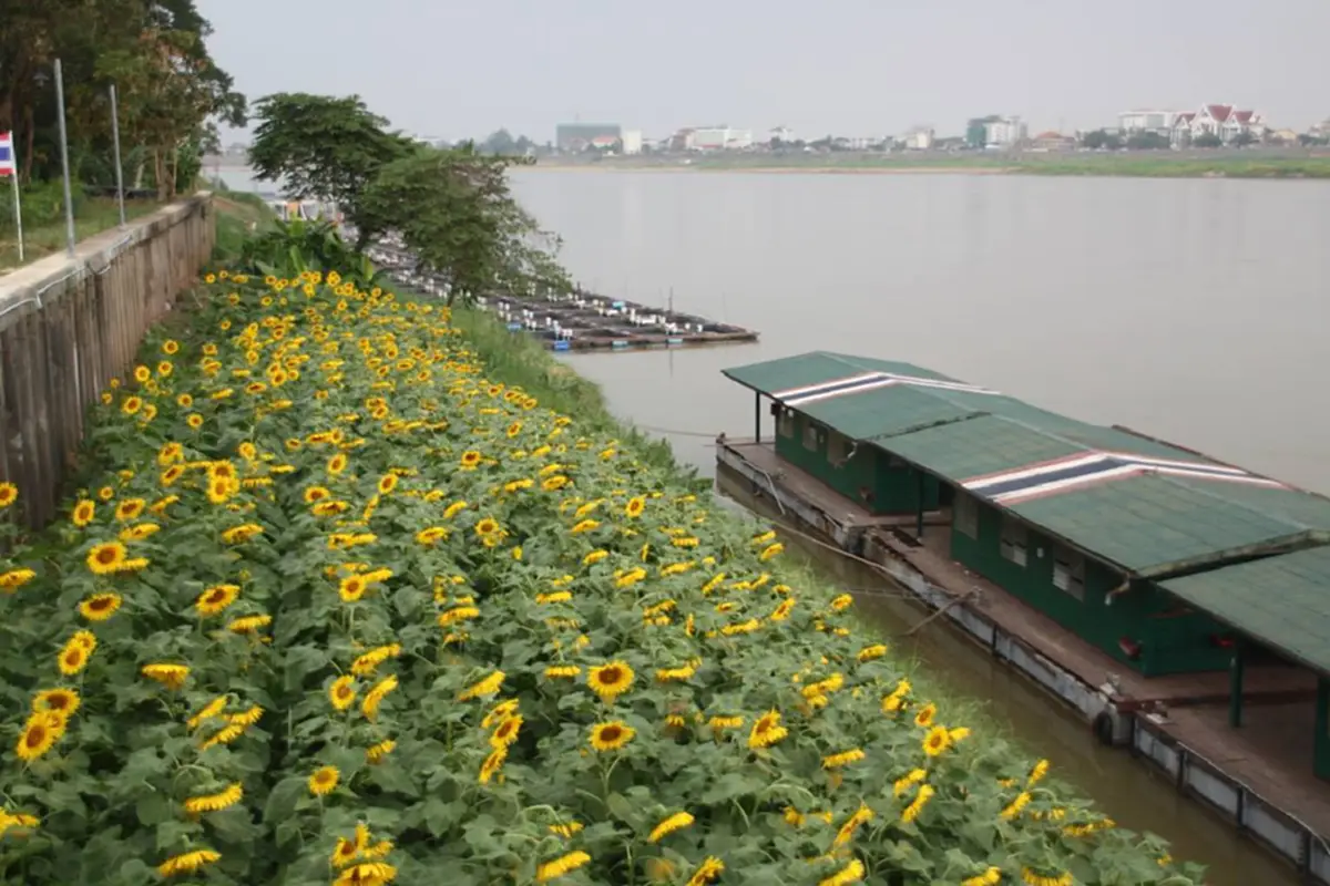 นรข.เขตหนองคายเชิญชมทานตะวันริมโขงพร้อมสักการะสิ่งศักดิ์สิทธิ์ที่วัดพระแก้วและสักการะพระตำหนักพระเจ้าบรมวงศ์เธอกรมหลวงชุมพรเขตอุดมศักดิ์