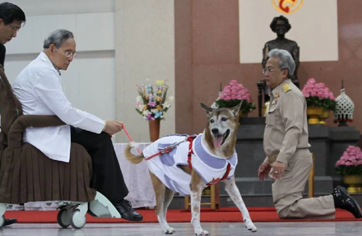 ย้อนระลึกถึง "คุณทองแดง" สุนัขทรงเลี้ยง สุนัขที่ 17 องครักษ์ 4 ขา ที่แสนซื่อสัตย์ต่อ "ในหลวง ร.๙"(ภาพ)