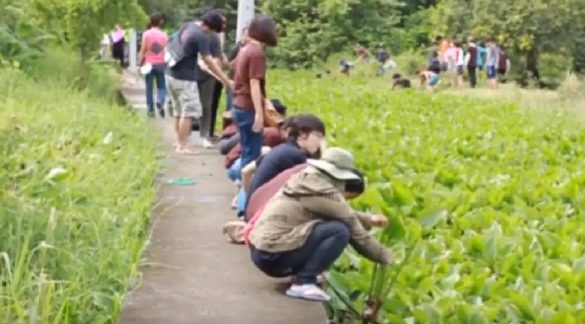 รับน้องเลือกได้ ทำไมต้องรุนแรง? ตัวอย่างดีๆ นิเทศศาสตร์ ม.จันทรเกษม รับน้องเก็บผักตบ-ลอกคูคลอง ผูกสัมพันธ์ แถมสร้างประโยชน์! (ชมคลิป)