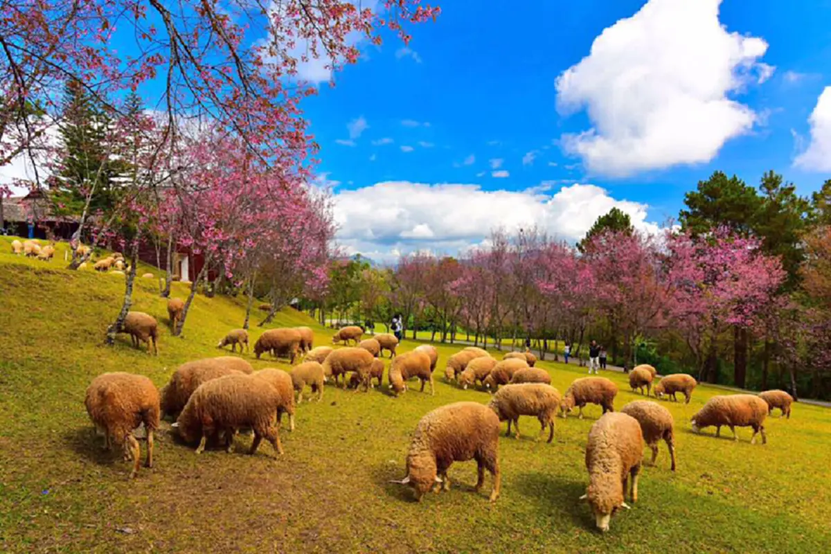 อะเมซิ่งไทยแลนด์!!! ใครจะเชื่อฝูงแกะบนทุ่งหญ้าสีเขียวขจี ตัดกับสีชมพูของซากุระ ราวกับอยู่ต่างประเทศ แต่ที่นี่คือประเทศไทย??(ชมภาพ)