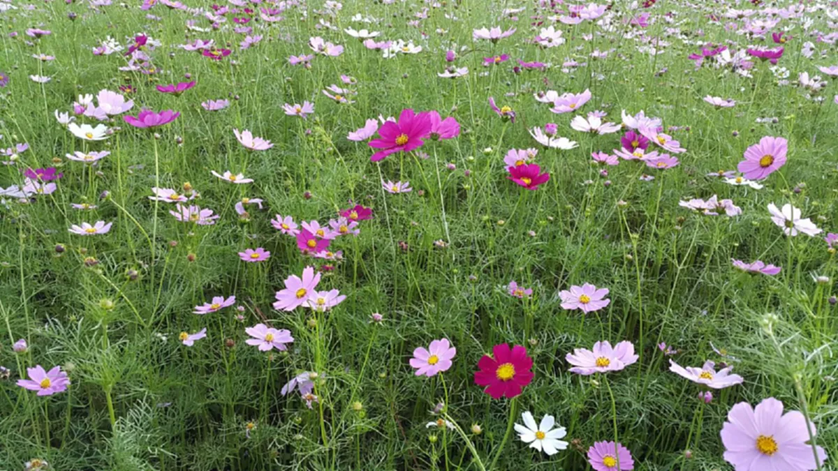 แพ็คกระเป๋าได้เลย!!นักท่องเที่ยวแห่ขึ้นปิล็อก สัมผัสหนาว ชมทุ่งดอกคอสมอส ทั้งดอกลิลลี่และดอกทิวลิปกำลังบาน!!สวยจริงๆ