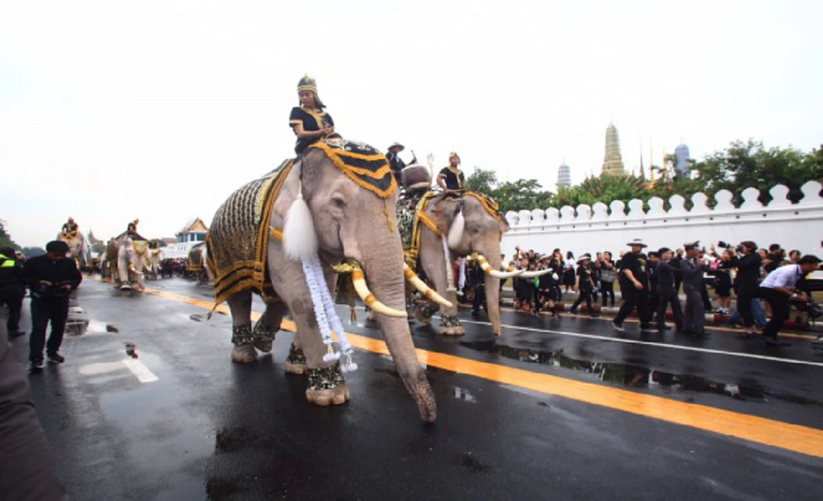 เทิดไท้เหนือเกล้า!! เหล่าคชสารจากปางช้างอยุธยาร่วมกราบพระบรมศพ "องค์พ่อหลวง" ด้วยความอาลัยยิ่ง (ภาพ+คลิป)