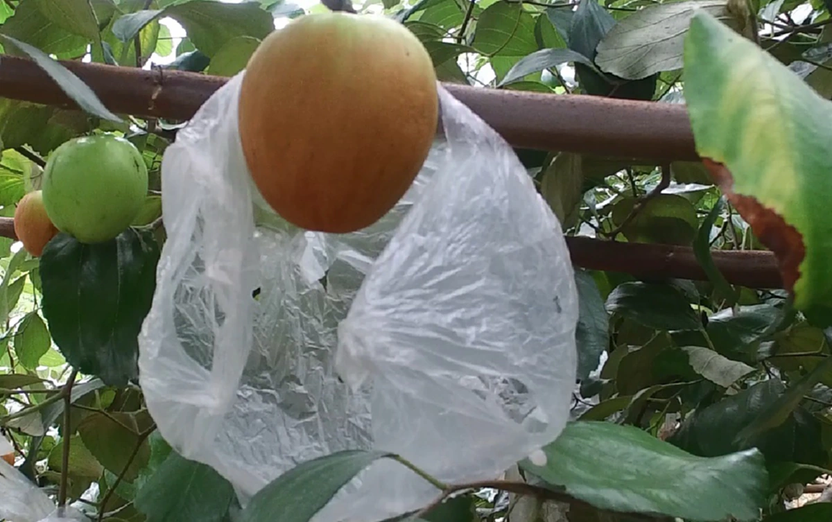 ต้องสั่งจอง ออกปีละครั้งรีบเลย!!!ของดีบ้านฉางเมืองระยอง พุทราซุปเปอร์จัมโบ้ !! ปีนี้ มียอดสั่งจองไปถึงปีหน้าแล้ว