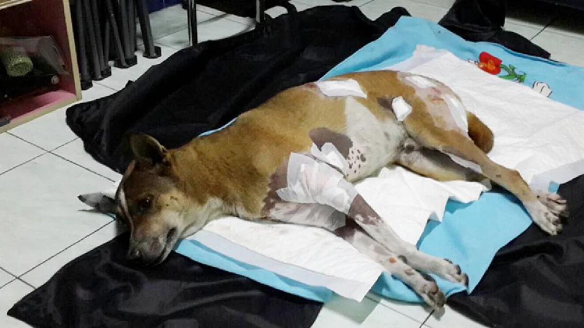 สาวโร่แจ้งความ 3 พิทบูล รุมขย้ำ สุนัขพันธุ์ทางสาหัส!! แต่คู่กรณีเสนอเงินให้เพียง 3 พันบาท งานนี้คงไม่จบแค่เรื่องหมา!!