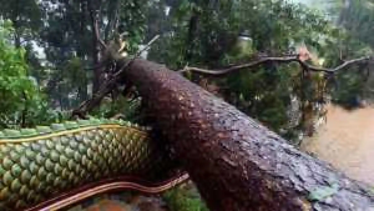 ต้องขอจิตศรัทธาช่วยแล้ว!!! พายุฝนถล่มต้นไม้ใหญ่พังล้มทับบันไดพญานาควัดพระธาตุดอยเทพเสียหายหนัก