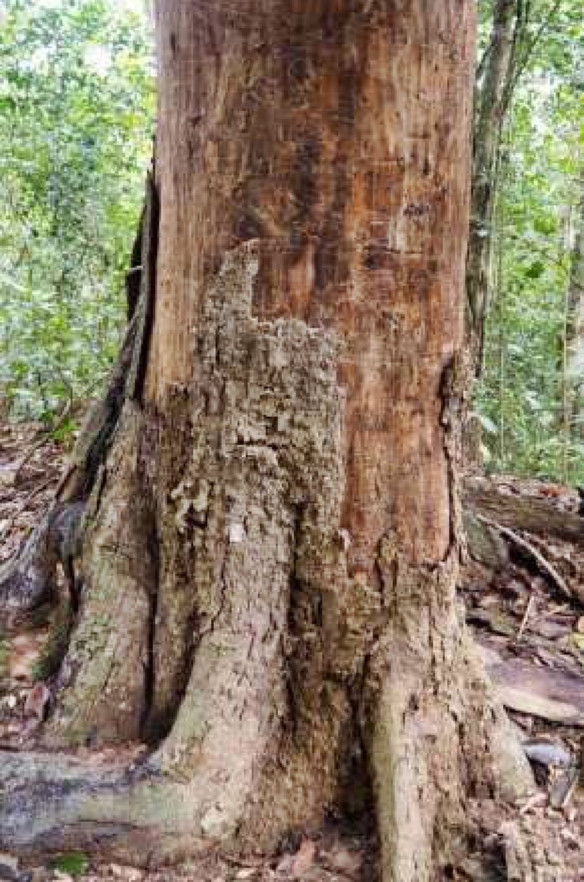 รู้มั๊ย!!ทำไมถึงใช้ ไม้จันทร์หอม ไม้ที่ใช้ทำพระบรมโกศ!?