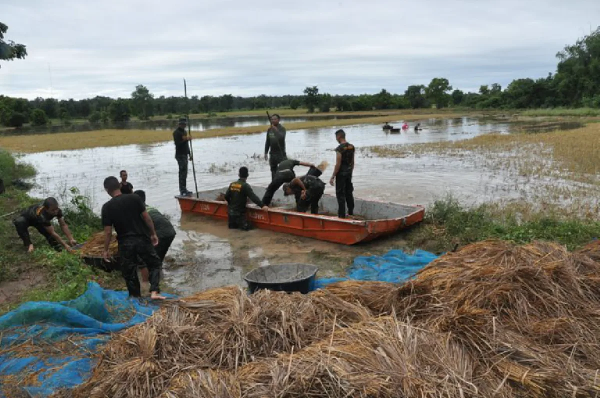 ทหารไม่เคยทิ้งประชาชน!!! ชาวนาสุดซึ้งใจ "กำลังพลทหาร" ช่วยเก็บเกี่ยว พร้อมขนข้าว ที่ถูกน้ำท่วมจมเสียหาย