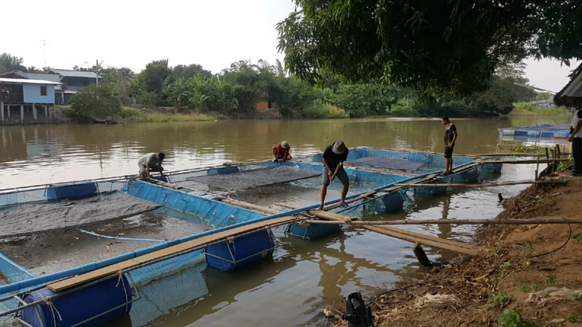 น้อมนำปรัชญาเศรษฐกิจพอเพียง!!ตร.ท่าช้าง สิงห์บุรี รวมกลุ่มเลี้ยงปลากระชัง สร้างอาชีพเสริมรายได้