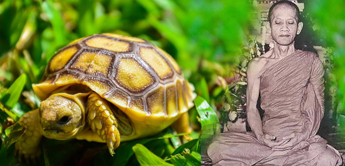 ปริศนาธรรมเรียบง่ายที่เจ้าคุณนรฯหยิบยกจากธรรมชาติ "เต่า" กับ "อายตนะหก" ฟังแล้วบอกได้คำเดียว สาธุสาธุสาธุ!!!