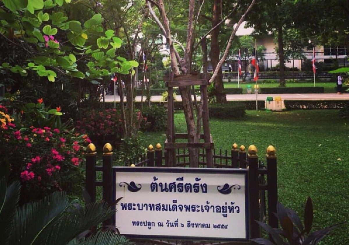 ต้นไม้ของพ่อยังมีความหวัง...กรมป่าไม้รุดดูแลศรีตรัง ศิริราช เผยต้นไม้มีอาการช๊อคแต่ยังไม่ตาย...เร่งมือดูแลรักษาเต็มที่