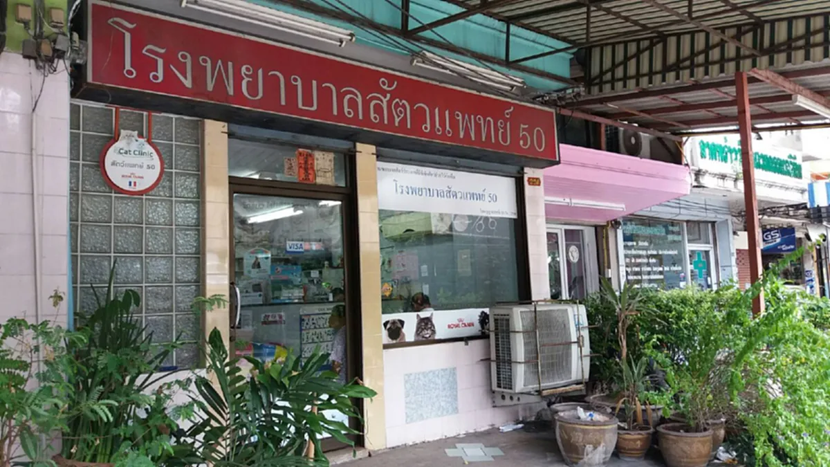 โล่งไปหนึ่งเปราะ!! เกาะติดชะตากรรม3สุนัขไซบีเรียนฯถูกทิ้งเดียวดาย ล่าสุดถูกช่วยเหลือนำส่งรพ.ตรวจอาการแล้วพบมีป่วยหมอดูแลใกล้ชิด (ภาพ+คลิป)
