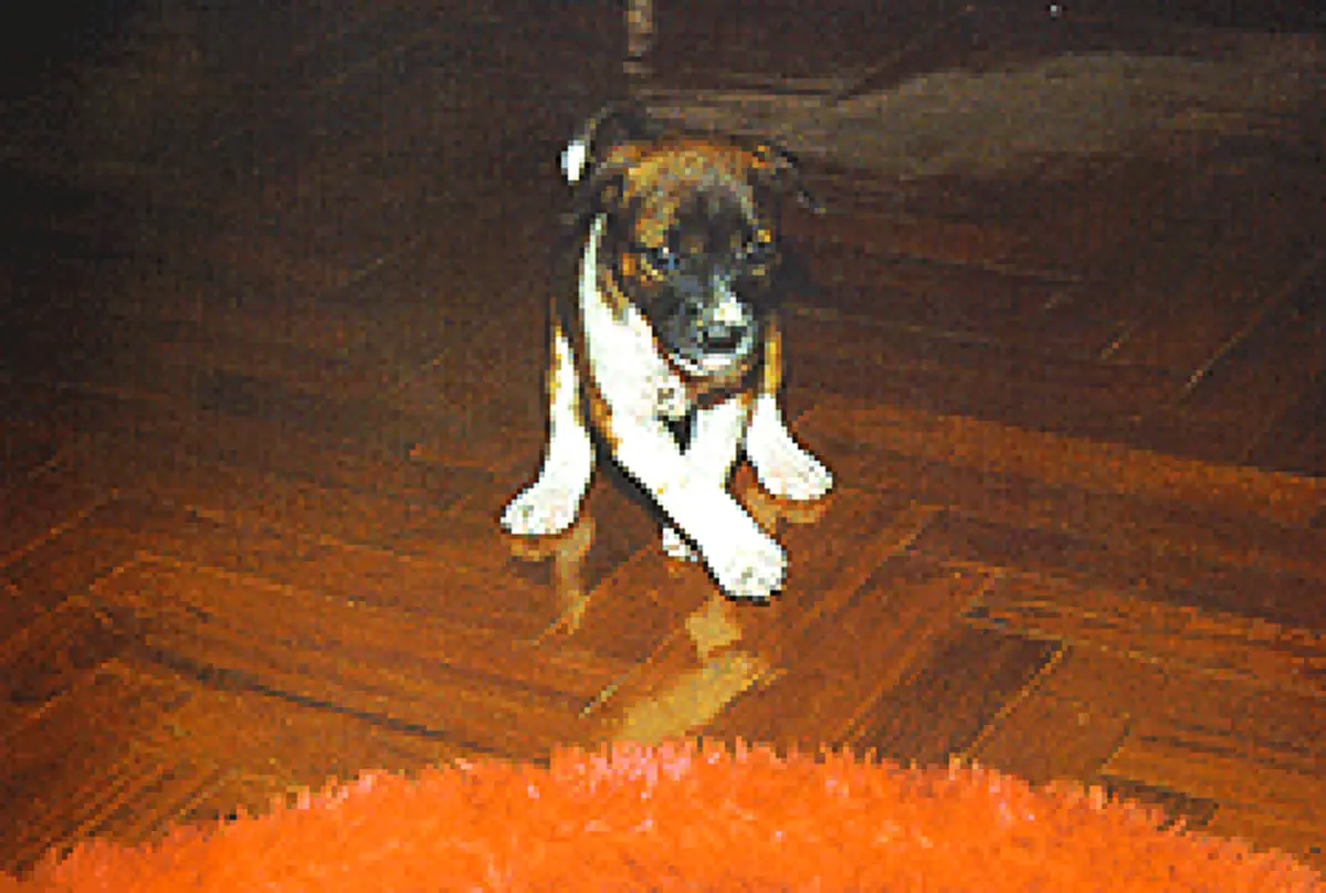 ย้อนระลึกถึง "คุณทองแดง" สุนัขทรงเลี้ยง สุนัขที่ 17 องครักษ์ 4 ขา ที่แสนซื่อสัตย์ต่อ "ในหลวง ร.๙"(ภาพ)