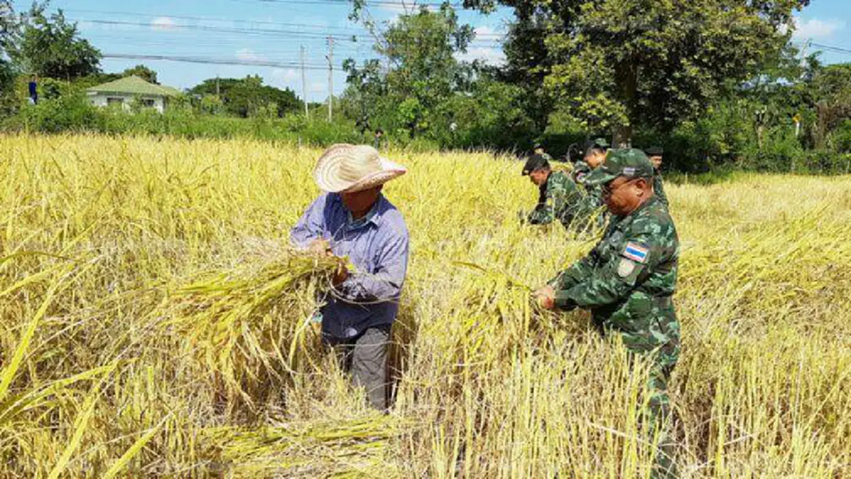 ไม่มีน้ำตามีแต่รอยยิ้ม !! นาวิกโยธินจันทบุรี-ตราดลุยซื้อข้าวตรงจากชาวนา  ขณะกำลังพลทบ.เดินหน้าช่วยเกี่ยวข้าวชาวบ้านปลื้มเห็นผลลดต้นทุนค่าแรง