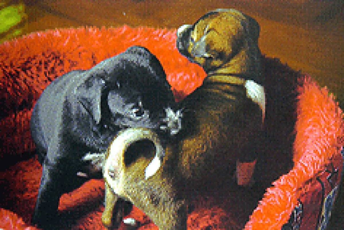 ย้อนระลึกถึง "คุณทองแดง" สุนัขทรงเลี้ยง สุนัขที่ 17 องครักษ์ 4 ขา ที่แสนซื่อสัตย์ต่อ "ในหลวง ร.๙"(ภาพ)