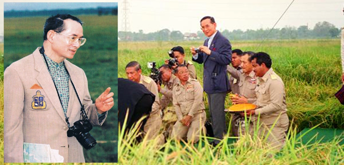 ด้วยพระเมตตา "พระบิดาแห่งการวิจัยและพัฒนาข้าวไทย"พระบาทสมเด็จพระเจ้าอยู่หัว รัชกาลที่ ๙ ทรงแนะวิธีแก้ราคาข้าวที่ถูกวิธี!!!