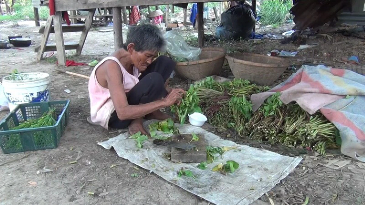 สุดเวทนา!! แม่เฒ่าวัย 68 ต้องเหนื่อยทั้งชีวิต เก็บผักบุ้งขายเลี้ยงลูกพิการอดมื้อ กินมื้อ ส่วนลูกคนอื่นๆเลี้ยงจนโตต่างแยกย้ายมีชีวิตของตัวเอง