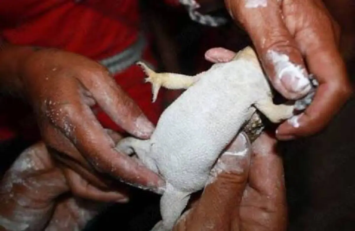 สุดยอดพุทธคุณ!! "คราบหนังคางคก" เครื่องรางที่ให้แต่โชค!!โดยที่ไม่ต้องปลุกเสกเด่วรู้??