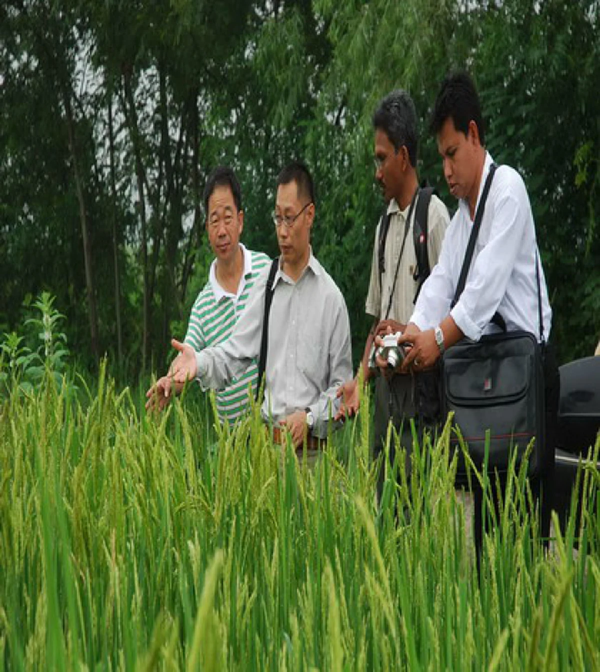 "Temasek Rice"!!!ข้าวหอมพันธุ์ใหม่พันธุ์แรกฝีมือนักวิจัยสิงคโปร์ล้วนๆ คุณสมบัติสุดติ่ง...ข้าวไทยมีหนาว