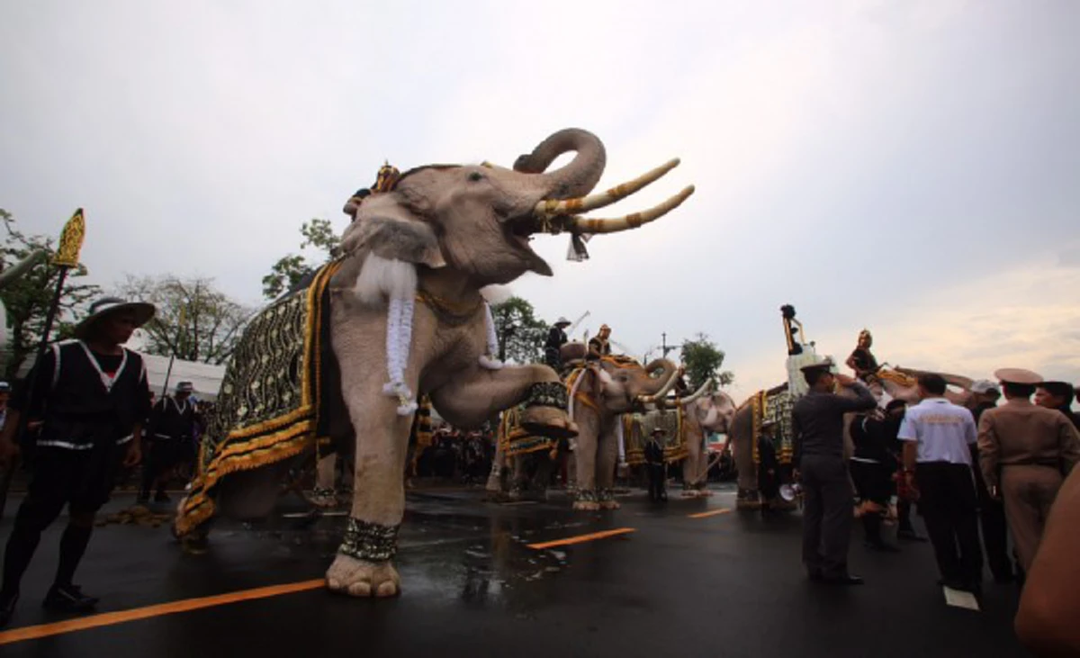 เทิดไท้เหนือเกล้า!! เหล่าคชสารจากปางช้างอยุธยาร่วมกราบพระบรมศพ "องค์พ่อหลวง" ด้วยความอาลัยยิ่ง (ภาพ+คลิป)