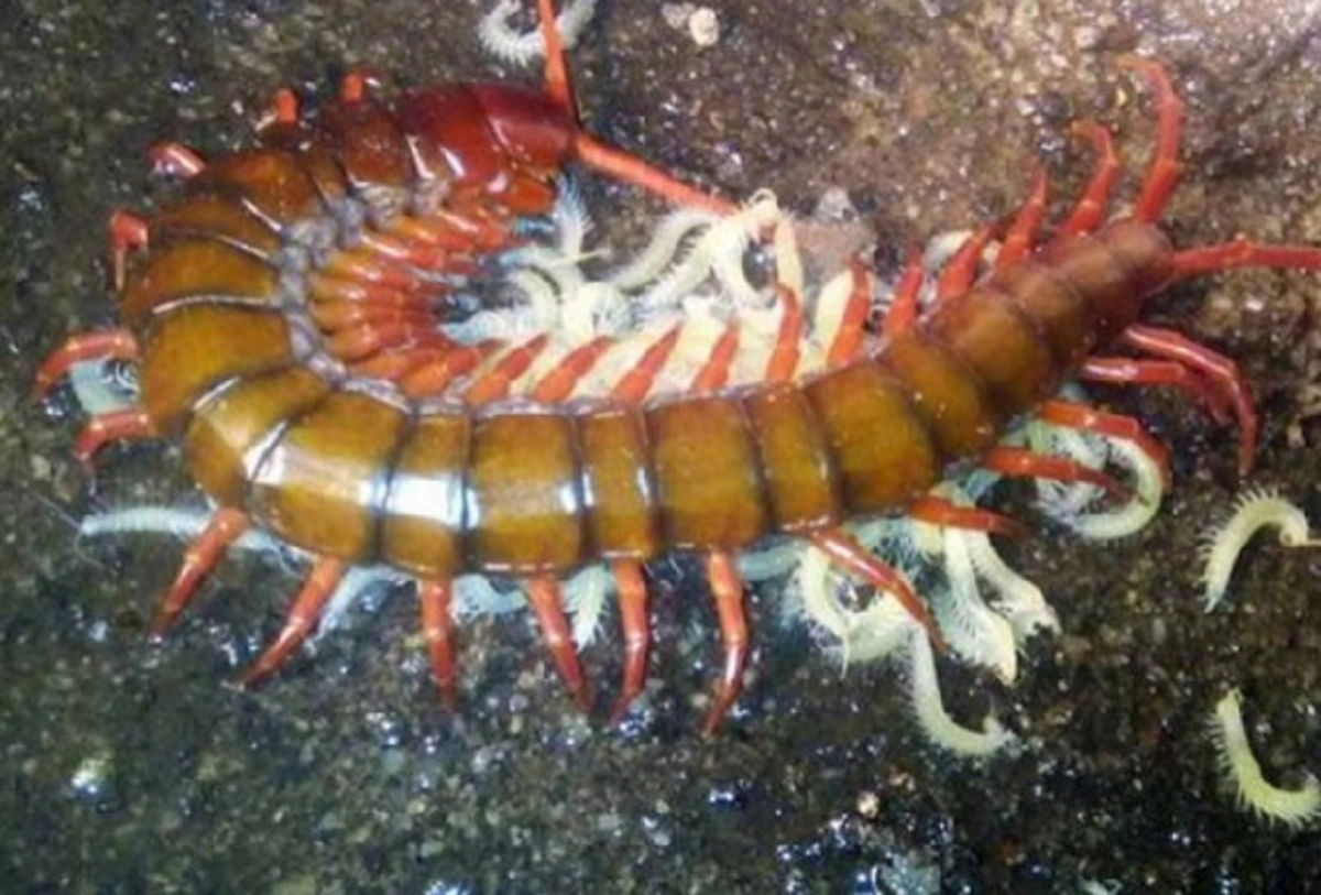 แชร์เก็บไว้ด่วน!! วิธีปฐมพยาบาลเมื่อโดนตะขาบกัด เพียงแค่ใช้สมุนไพร...ได้ผลดีจริง หายเร็วมากๆ