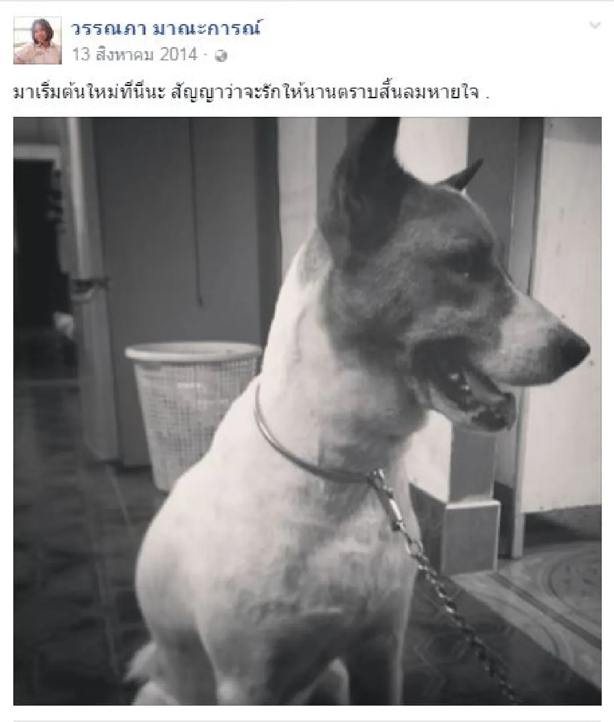 รู้ความจริงแล้ว!!! ทำไม "น้องแอ๋ม" ถึงยอมเสี่ยงตายไปช่วยชีวิตสุนัขกลางถนน จิตใจของเธอเป็นคนเมตตาและเคยทำดีให้สุนัขมาแล้วมากมาย 