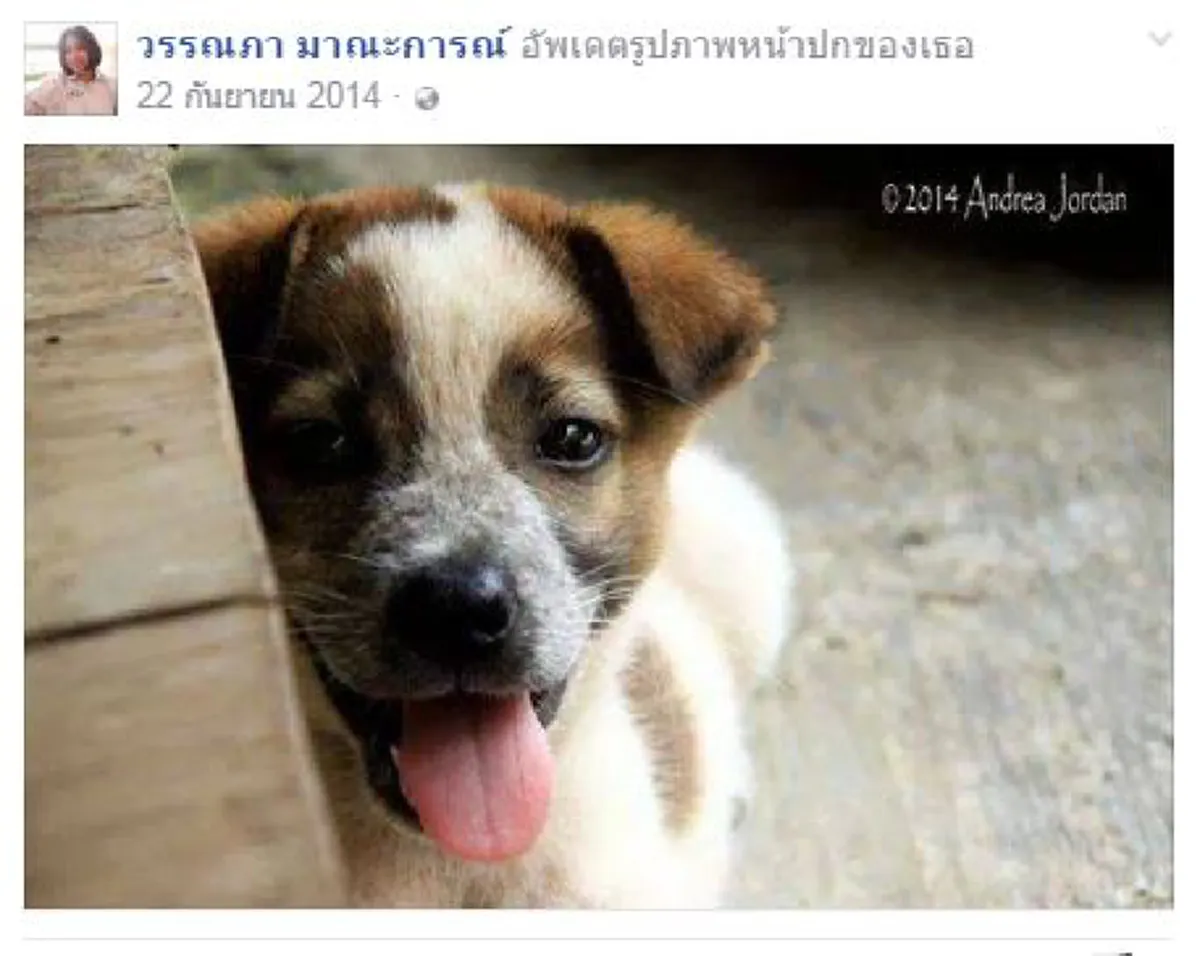 รู้ความจริงแล้ว!!! ทำไม "น้องแอ๋ม" ถึงยอมเสี่ยงตายไปช่วยชีวิตสุนัขกลางถนน จิตใจของเธอเป็นคนเมตตาและเคยทำดีให้สุนัขมาแล้วมากมาย 