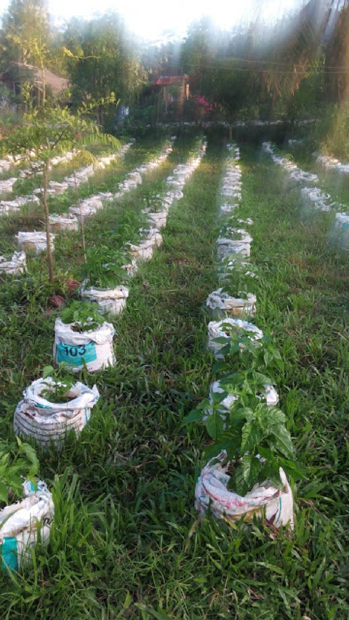 การปลูกพริกที่ถูกต้อง