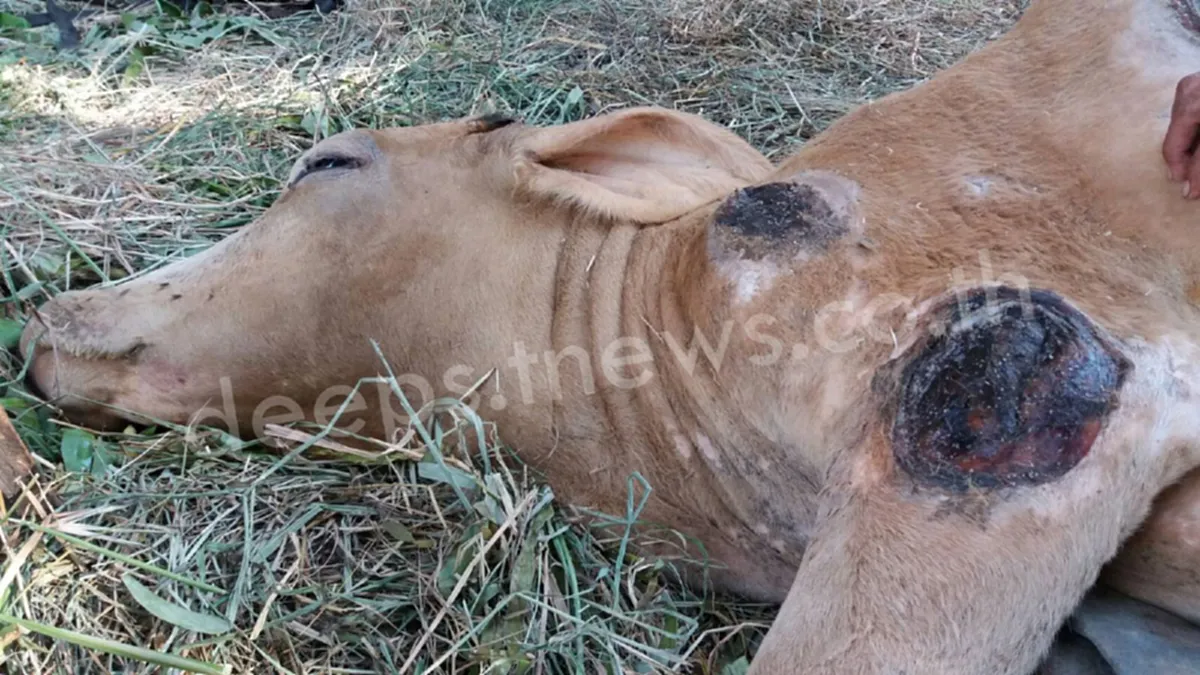 สุดซึ้ง!! น้ำตาไหล..สองชีวิตคุณตากับวัวท้องแก่ป่วยหนัก และความรักสุดผูกพันเกินบรรยาย!!! (ชมคลิป)