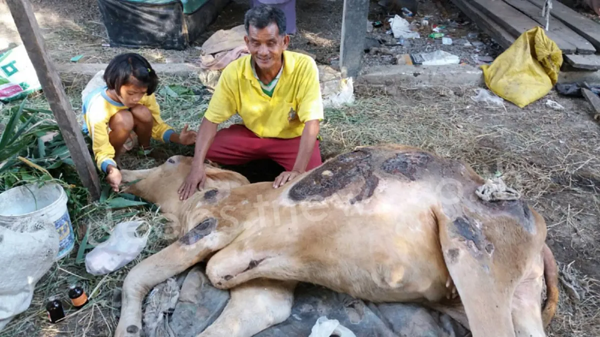 สุดซึ้ง!! น้ำตาไหล..สองชีวิตคุณตากับวัวท้องแก่ป่วยหนัก และความรักสุดผูกพันเกินบรรยาย!!! (ชมคลิป)