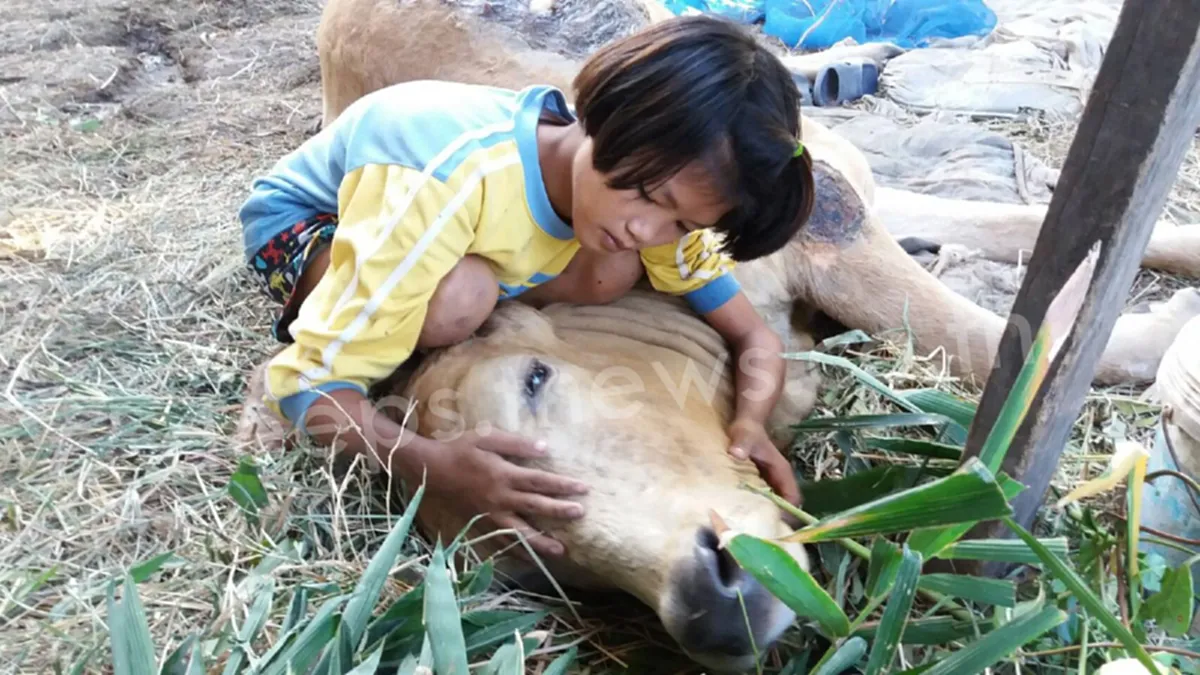 สุดซึ้ง!! น้ำตาไหล..สองชีวิตคุณตากับวัวท้องแก่ป่วยหนัก และความรักสุดผูกพันเกินบรรยาย!!! (ชมคลิป)